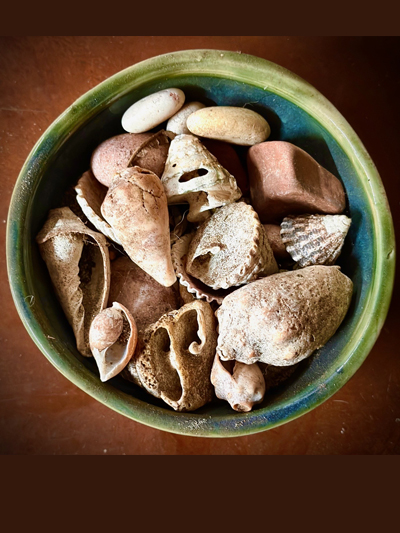 shells in a bowl